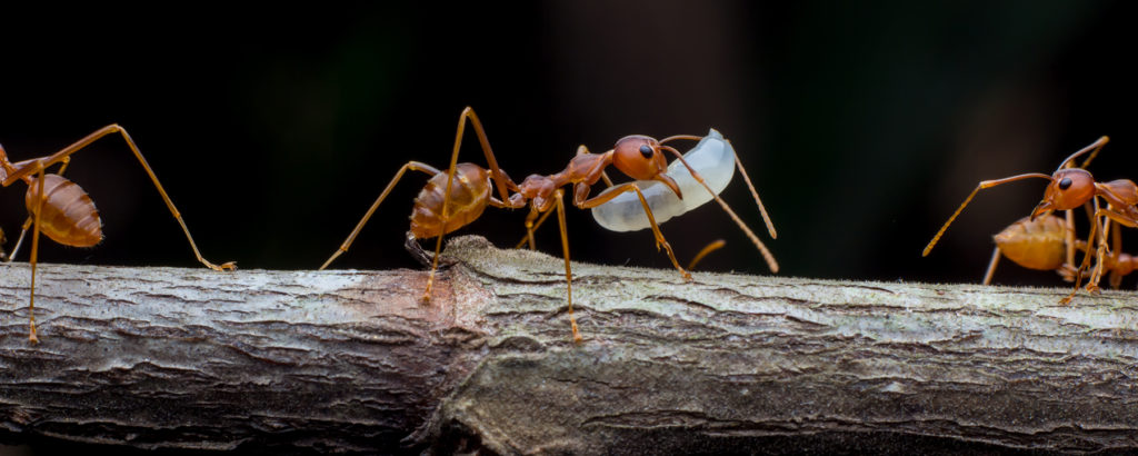 Jamais d'embouteillages dans les colonnes de fourmis!